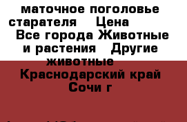 маточное поголовье старателя  › Цена ­ 2 300 - Все города Животные и растения » Другие животные   . Краснодарский край,Сочи г.